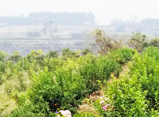 ܵlǰӷsؚFСͨ^Ľ䣬׃ؚFò̽۴Sգɵr@S롭